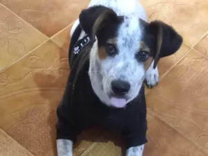 Cachorro raça SRD-ViraLata idade 2 a 6 meses nome CACHORRO FILHOTE PRA ADOÇÃO 