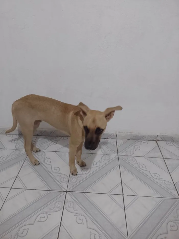 Cachorro ra a Labrador idade 2 a 6 meses nome Hércules 