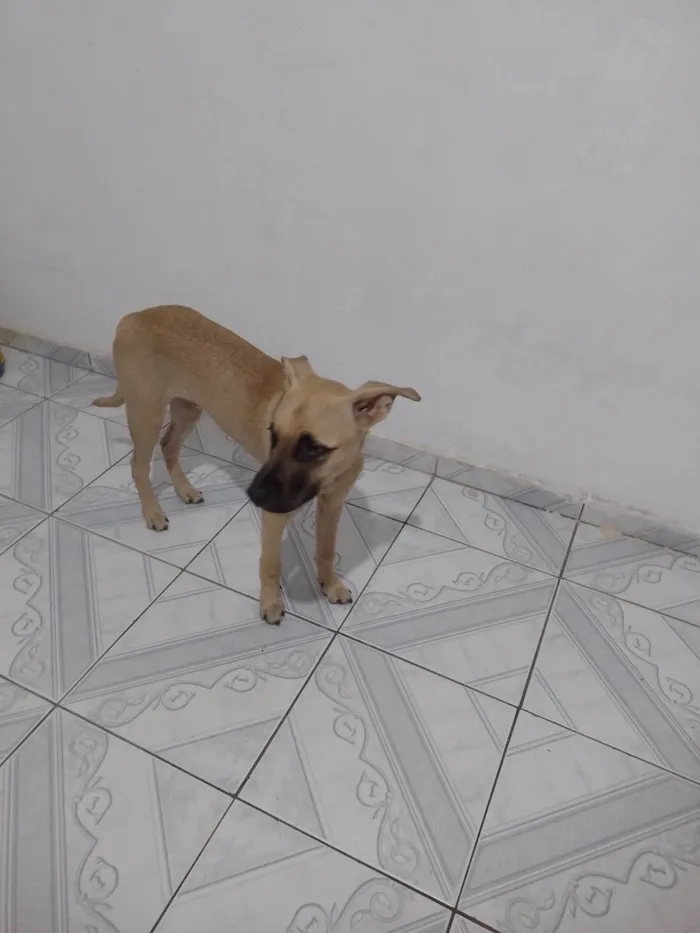 Cachorro ra a Labrador idade 2 a 6 meses nome Hércules 