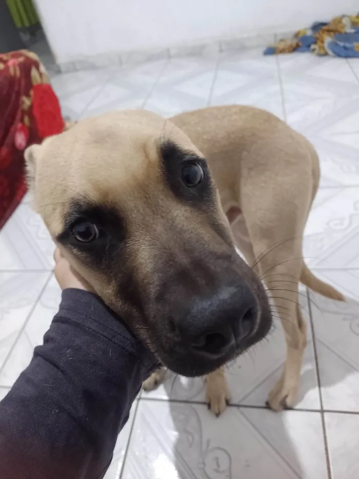 Cachorro ra a Labrador idade 2 a 6 meses nome Hércules 