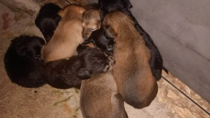 Cachorro ra a SRD-ViraLata idade Abaixo de 2 meses nome Não tem nome 