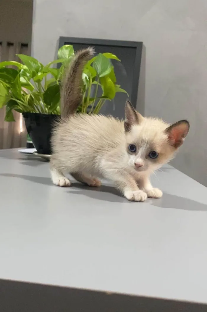 Gato ra a SRD-ViraLata idade 2 a 6 meses nome Gatos