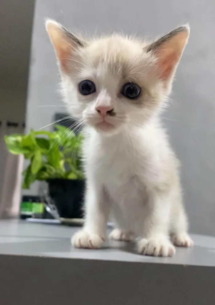 Gato ra a SRD-ViraLata idade 2 a 6 meses nome Gatos
