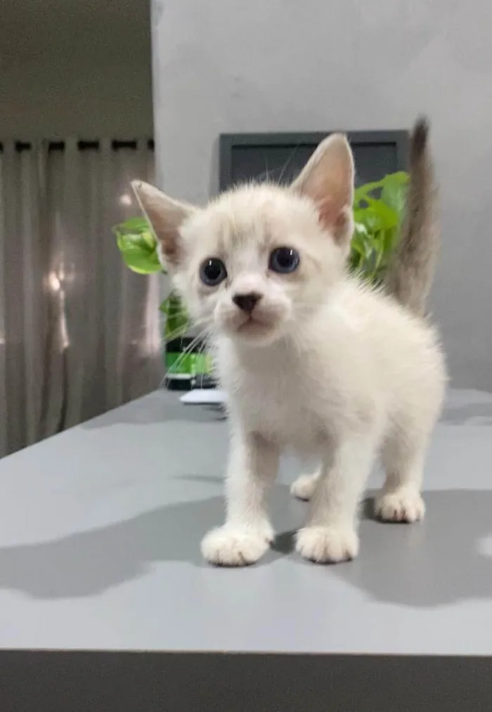 Gato ra a SRD-ViraLata idade 2 a 6 meses nome Gatos