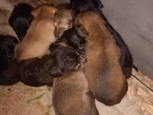 Cachorro raça SRD-ViraLata idade Abaixo de 2 meses nome Não tem nome 