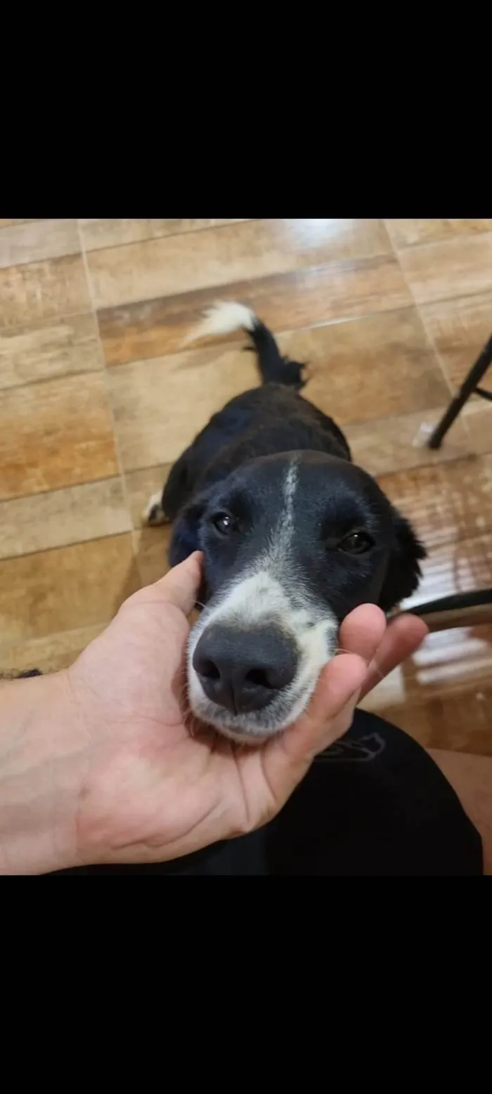 Cachorro ra a SRD-ViraLata idade 1 ano nome pimpão