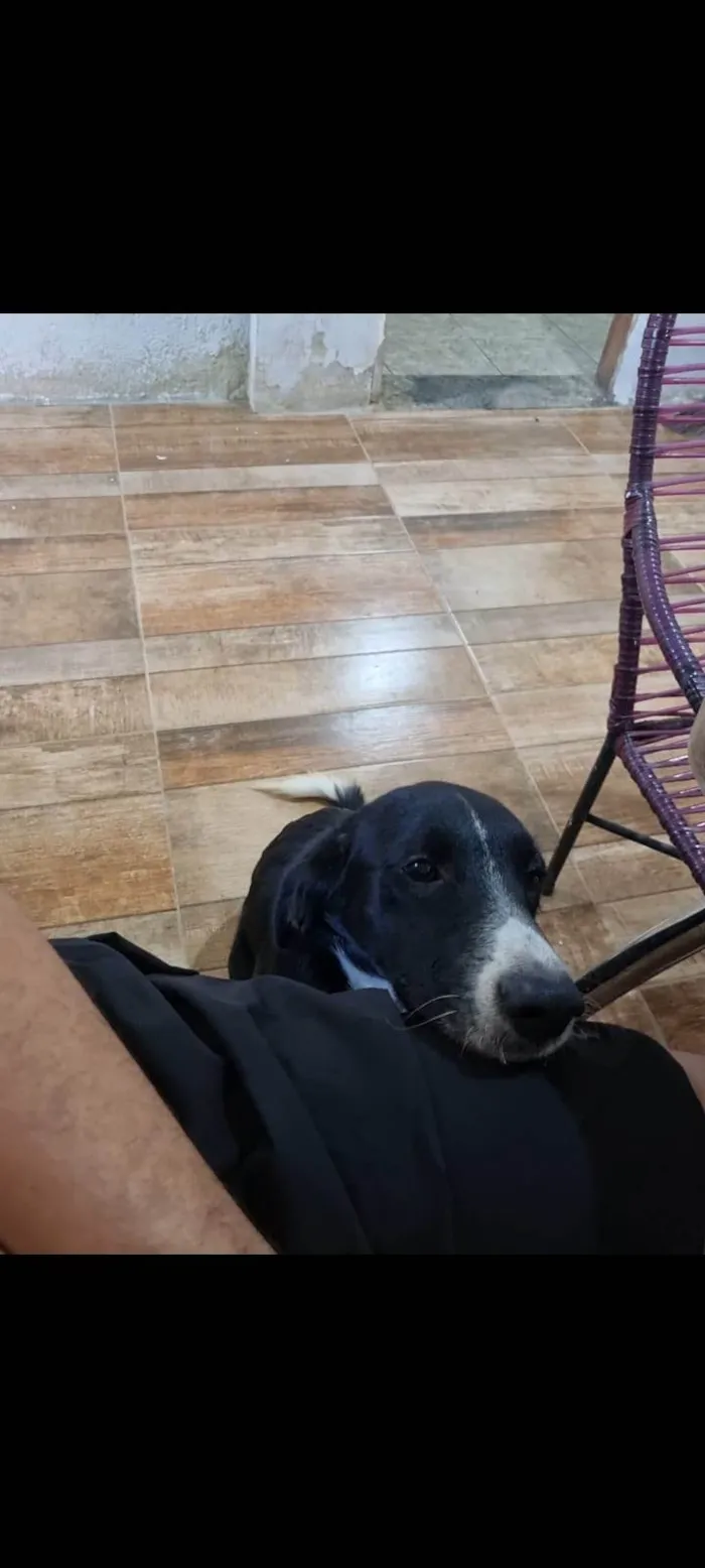 Cachorro ra a SRD-ViraLata idade 1 ano nome pimpão