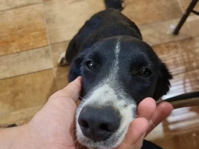 Cachorro ra a SRD-ViraLata idade 1 ano nome pimpão