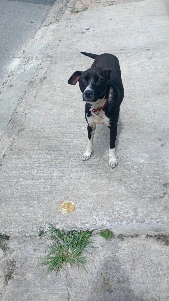 Cachorro ra a SRD-ViraLata idade 2 anos nome Insta 