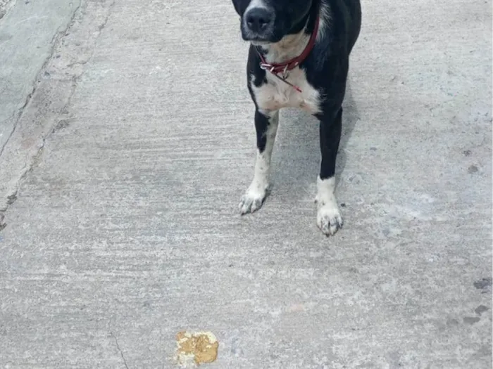 Cachorro ra a SRD-ViraLata idade 2 anos nome Insta 