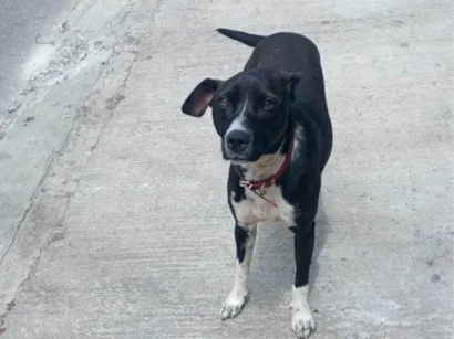 Cachorro ra a SRD-ViraLata idade 2 anos nome Insta 