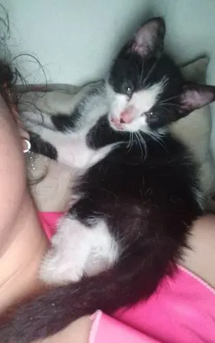 Gato ra a SRD-ViraLata idade 2 a 6 meses nome Jelal