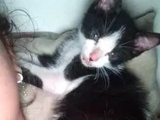 Gato ra a SRD-ViraLata idade 2 a 6 meses nome Jelal