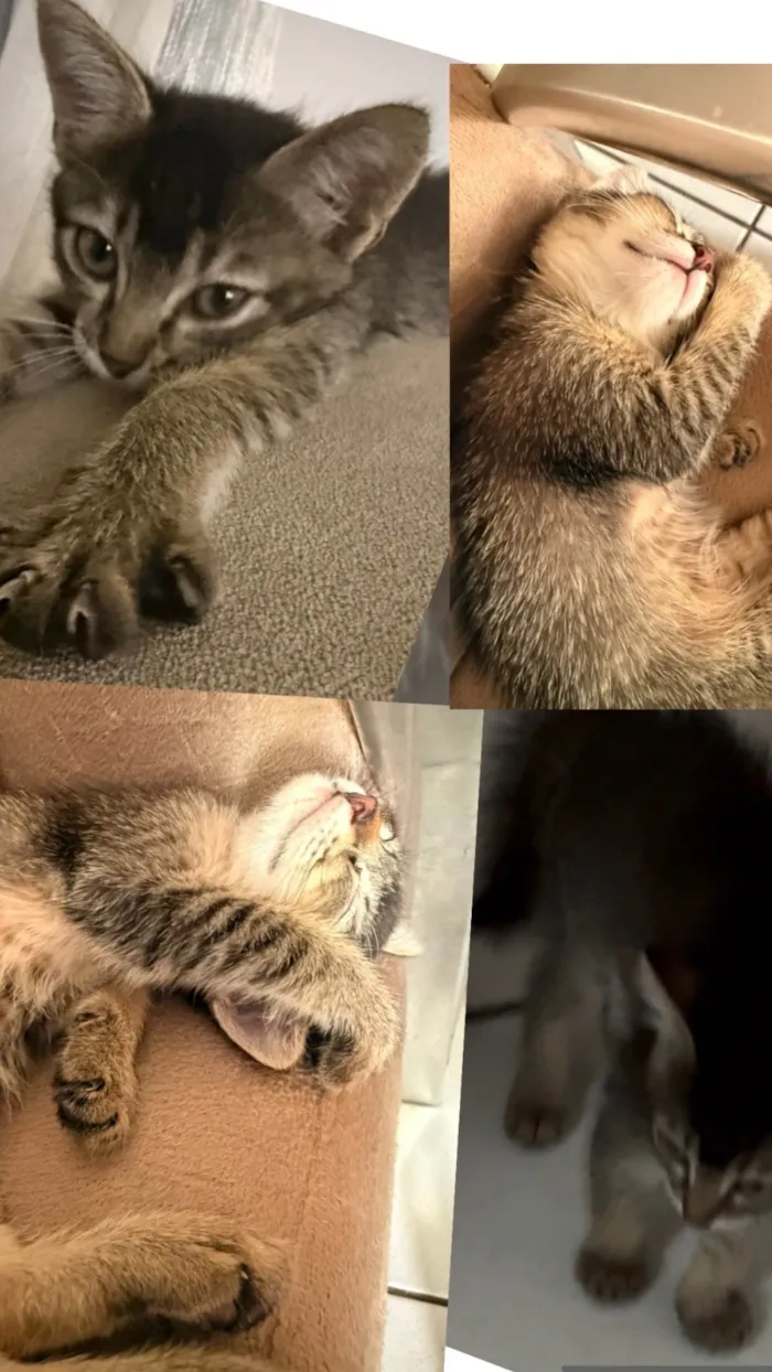 Gato ra a SRD-ViraLata idade Abaixo de 2 meses nome Sem nome