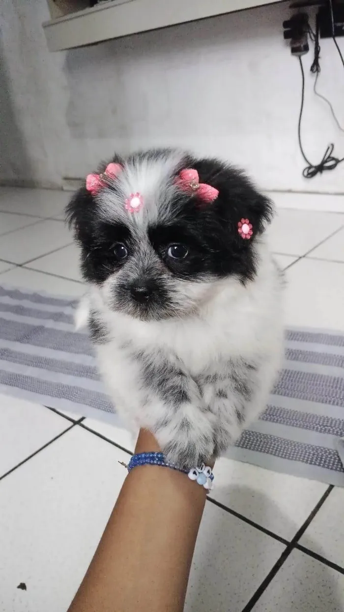 Cachorro ra a Lhasa Apso idade 2 a 6 meses nome Minie 