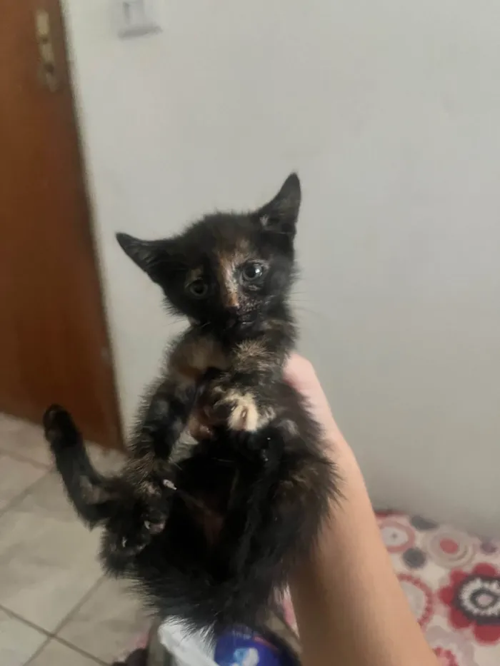 Gato ra a SRD-ViraLata idade Abaixo de 2 meses nome Gatinhos 