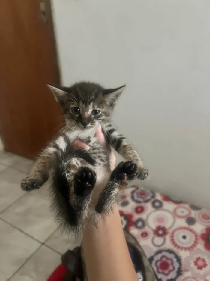 Gato ra a SRD-ViraLata idade Abaixo de 2 meses nome Gatinhos 