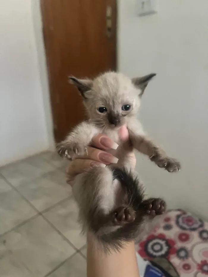 Gato ra a SRD-ViraLata idade Abaixo de 2 meses nome Gatinhos 