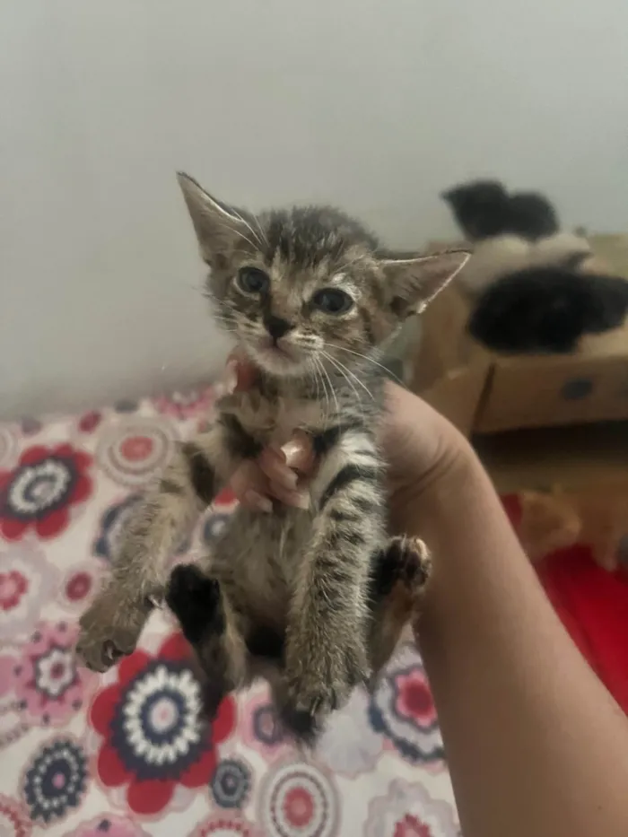 Gato ra a SRD-ViraLata idade Abaixo de 2 meses nome Gatinhos 