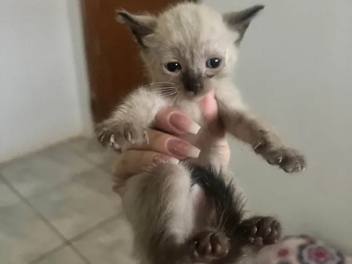 Gato ra a SRD-ViraLata idade Abaixo de 2 meses nome Gatinhos 