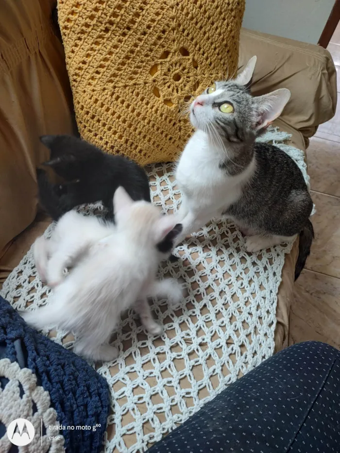 Gato ra a SRD-ViraLata idade 7 a 11 meses nome Sem nome