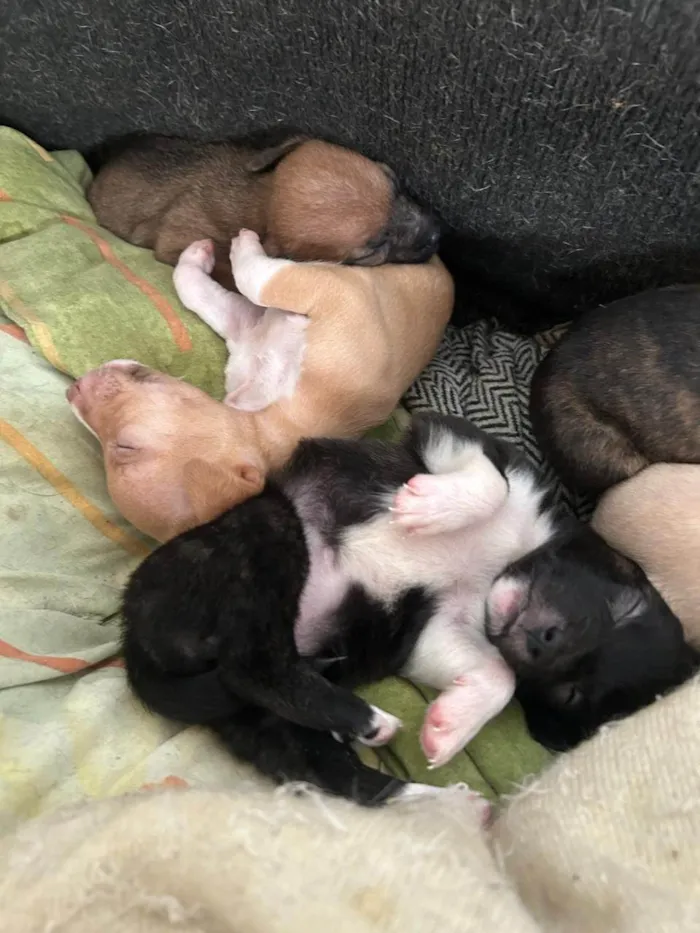 Cachorro ra a Pit-Bull idade Abaixo de 2 meses nome Filhote