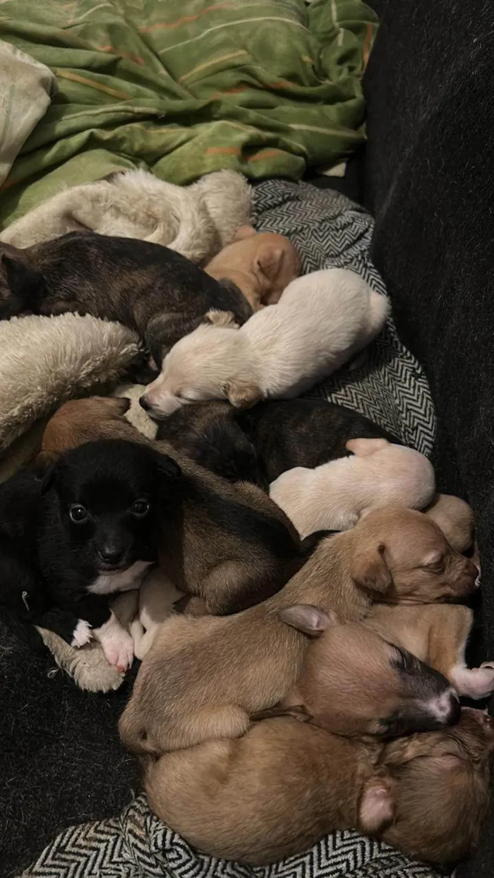 Cachorro ra a Pit-Bull idade Abaixo de 2 meses nome Filhote