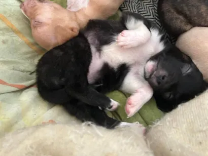 Cachorro raça Pit-Bull idade Abaixo de 2 meses nome Filhote