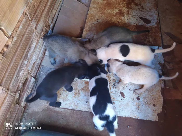 Cachorro ra a SRD-ViraLata idade Abaixo de 2 meses nome Queila 