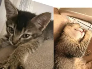 Gato ra a SRD-ViraLata idade Abaixo de 2 meses nome Sem nome