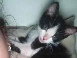 Gato raça SRD-ViraLata idade 2 a 6 meses nome Jelal