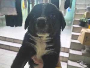 Cachorro raça SRD-ViraLata idade Abaixo de 2 meses nome Não possui nome