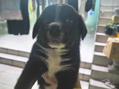 Cachorro raça SRD-ViraLata idade Abaixo de 2 meses nome Não possui nome