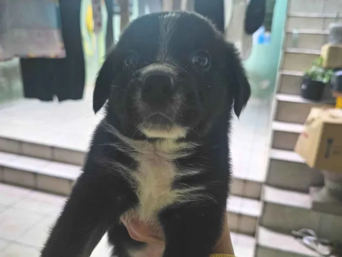 Cachorro ra a SRD-ViraLata idade Abaixo de 2 meses nome Não possui nome