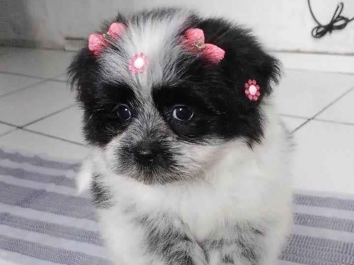 Cachorro ra a Lhasa Apso idade 2 a 6 meses nome Minie 