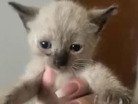 Gato raça SRD-ViraLata idade Abaixo de 2 meses nome Gatinhos 