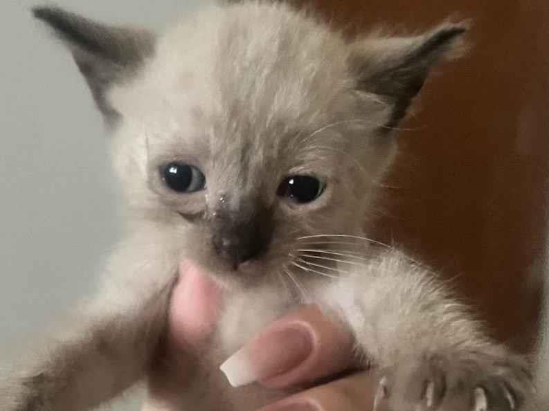 Gato ra a SRD-ViraLata idade Abaixo de 2 meses nome Gatinhos 
