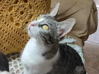 Gato raça SRD-ViraLata idade 7 a 11 meses nome Sem nome