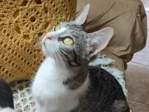 Gato ra a SRD-ViraLata idade 7 a 11 meses nome Sem nome
