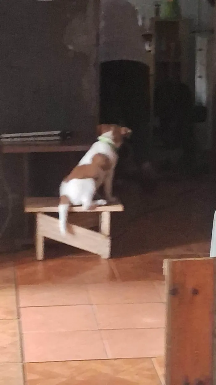 Cachorro ra a SRD-ViraLata idade 7 a 11 meses nome Toby