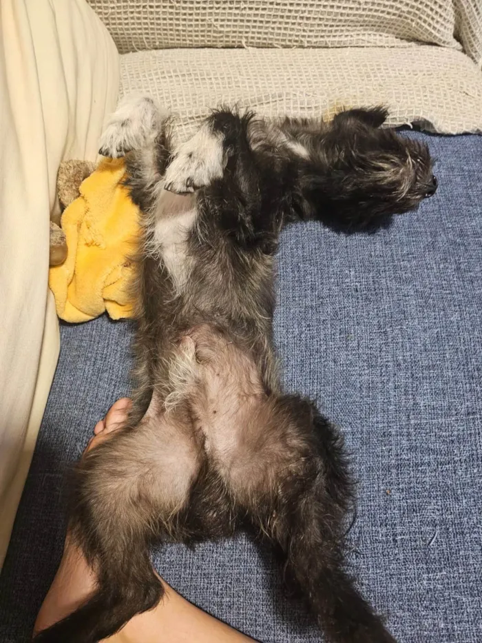 Cachorro ra a SRD-ViraLata idade 1 ano nome Jorge