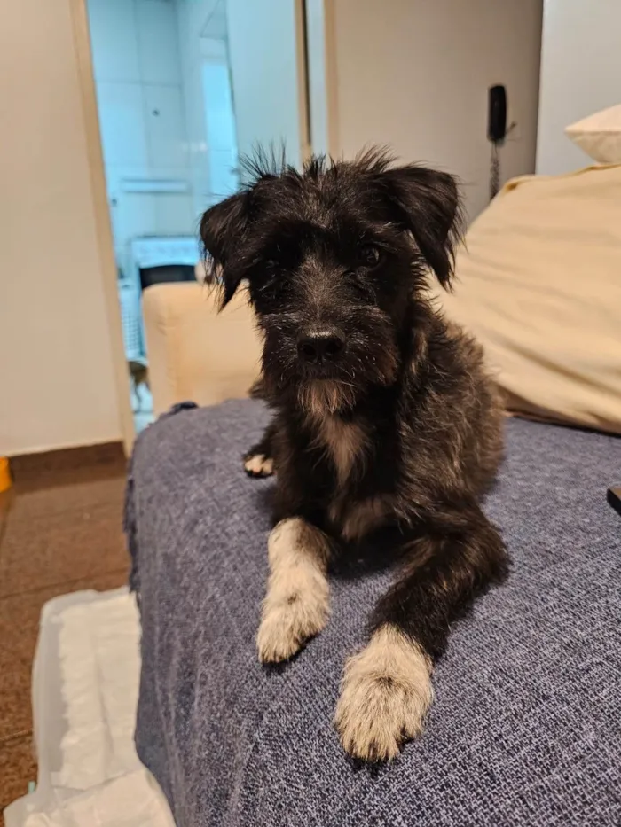 Cachorro ra a SRD-ViraLata idade 1 ano nome Jorge