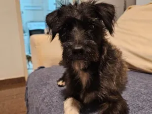 Cachorro raça SRD-ViraLata idade 1 ano nome Jorge