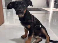 Cachorro raça SRD-ViraLata idade 2 a 6 meses nome CHICO