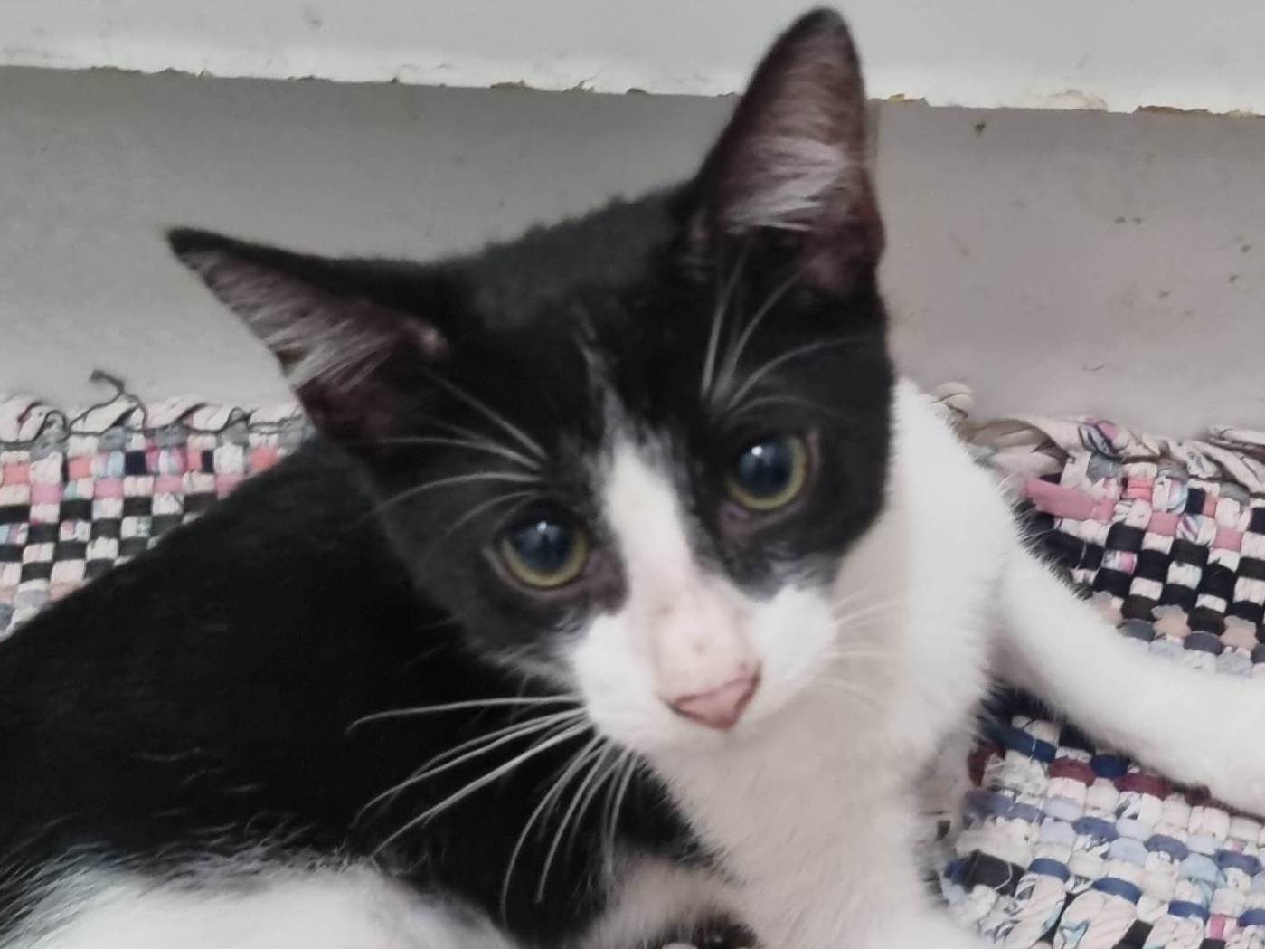 Gato raça SRD-ViraLata idade 2 a 6 meses nome Lee