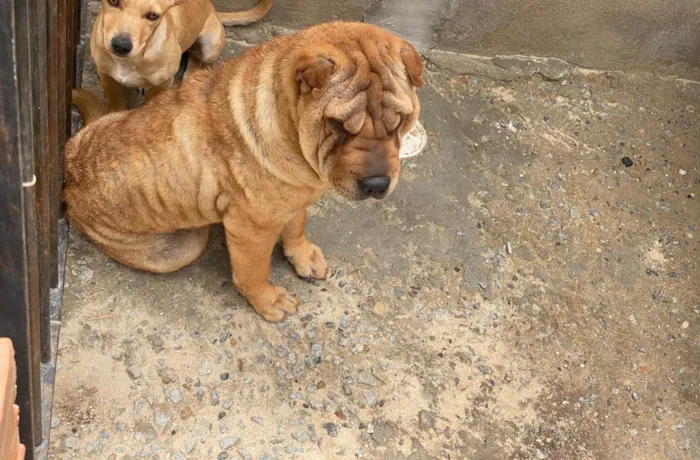 Cachorro ra a Shar Pei idade 1 ano nome Madona