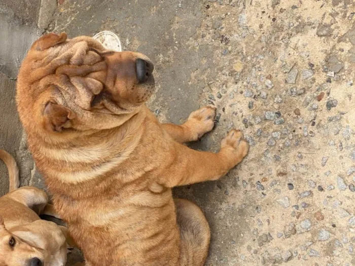 Cachorro ra a Shar Pei idade 1 ano nome Madona