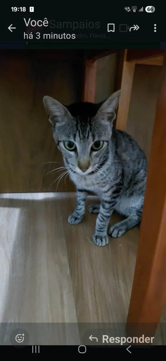 Gato ra a SRD-ViraLata idade 1 ano nome Vitório 