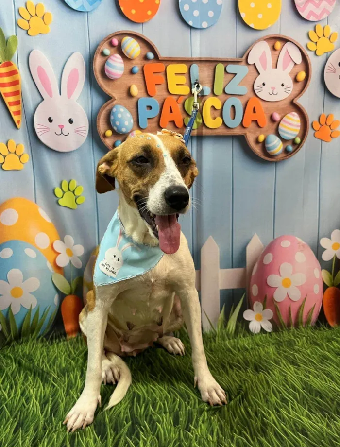 Cachorro ra a SRD-ViraLata idade 2 anos nome Safira 