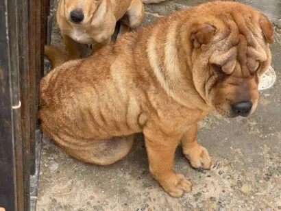Cachorro ra a Shar Pei idade 1 ano nome Madona